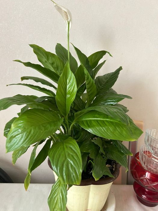 Цветок комнатный Женское счастье