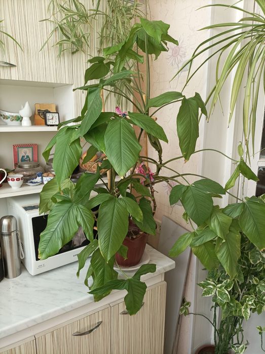 Цветок Сингониум большой