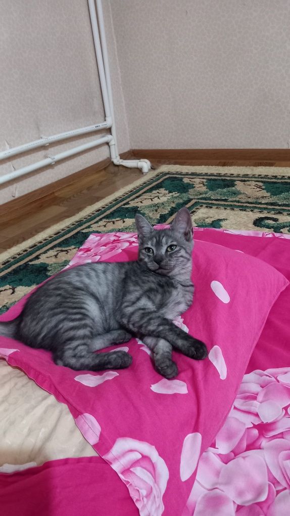 Срочно продам кошку азиатский Табби