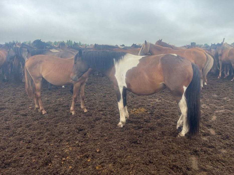 Продам лошадей 4-шт