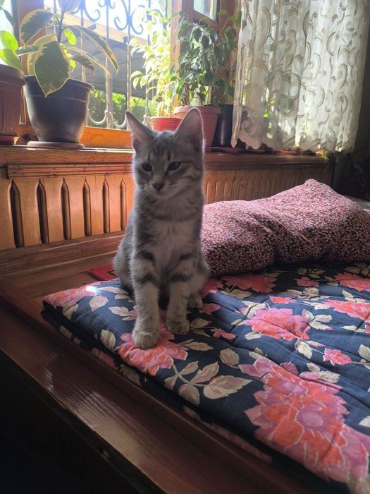 отдам хорошие руки