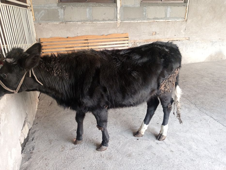 Gunajin buzoq sotiladi гунажин