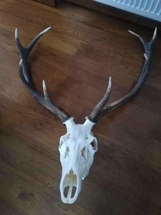 Trofeu cerb cu certificat