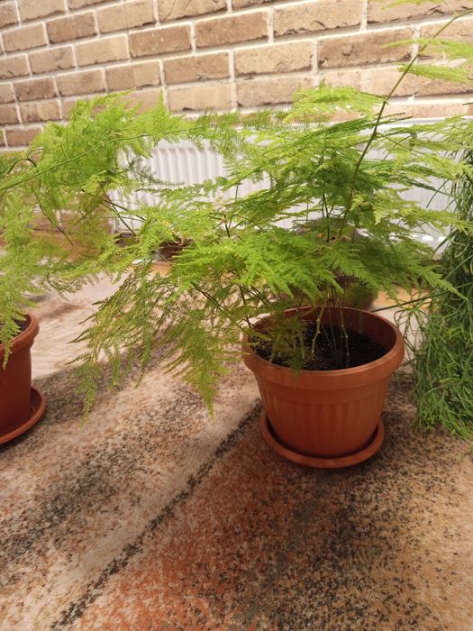 Цветя-рипсалис, аспарагус, кактус