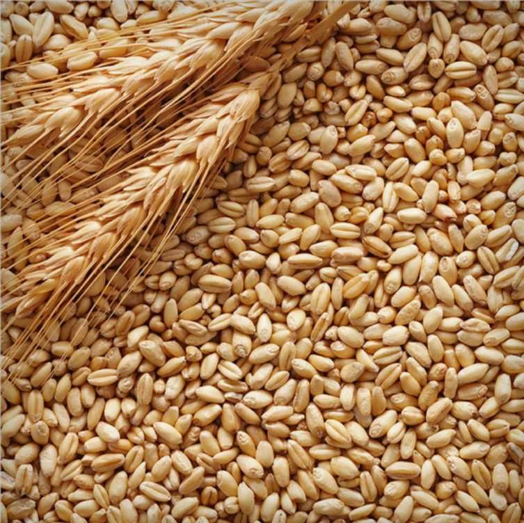 Семена пшеницы мягкой