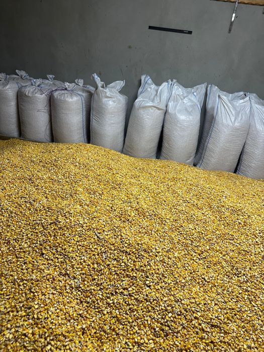 Vând porumb boabe producție 2025