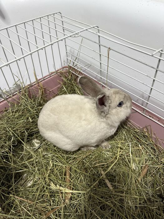 Продам кролика (мальчик) срочно