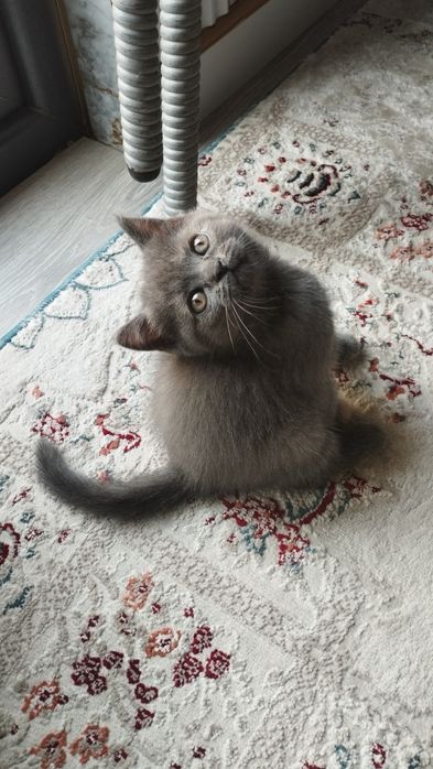 Scottish fold va Scottish strayt mushukchalar