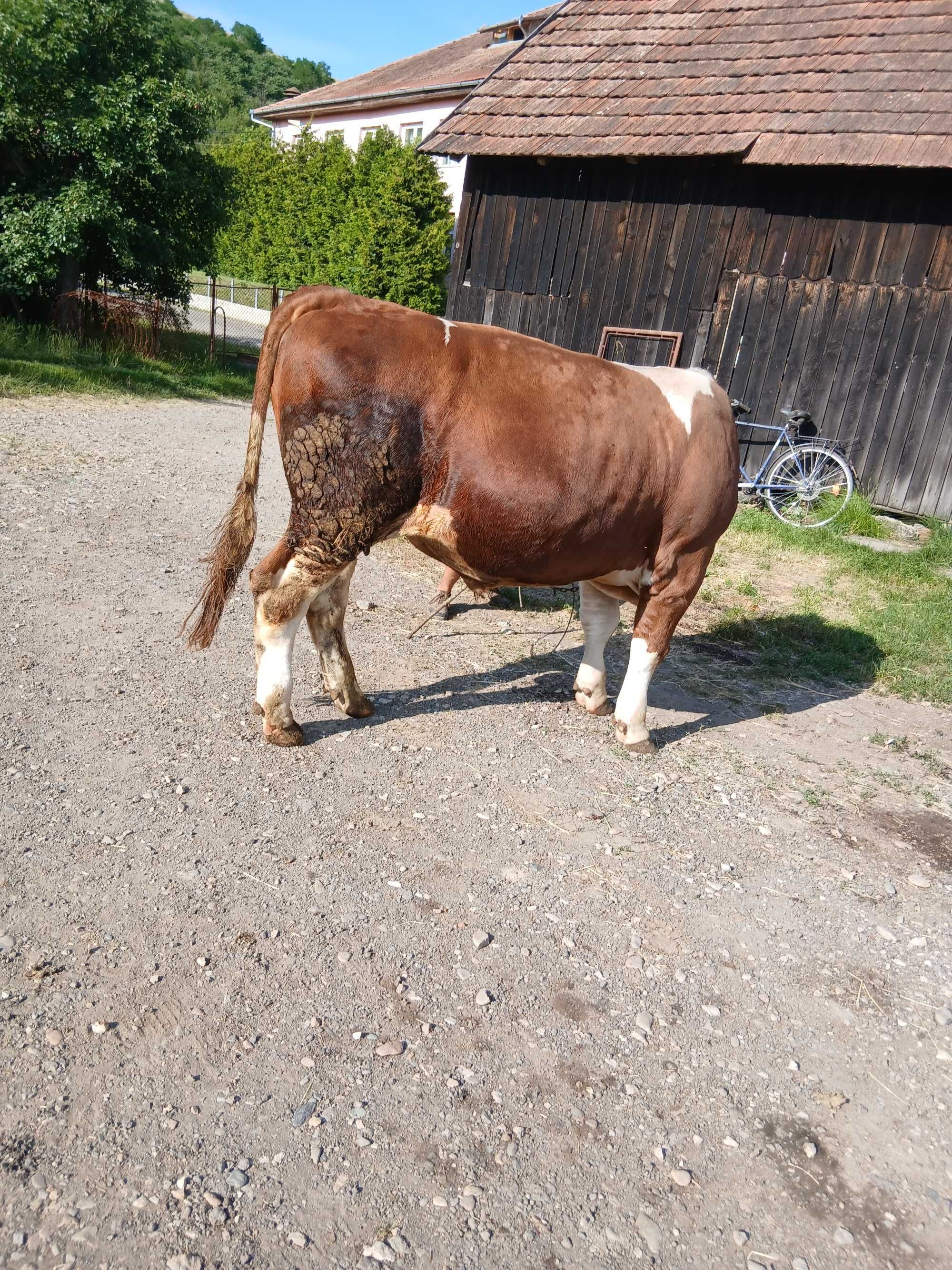 Vand un taur BR..