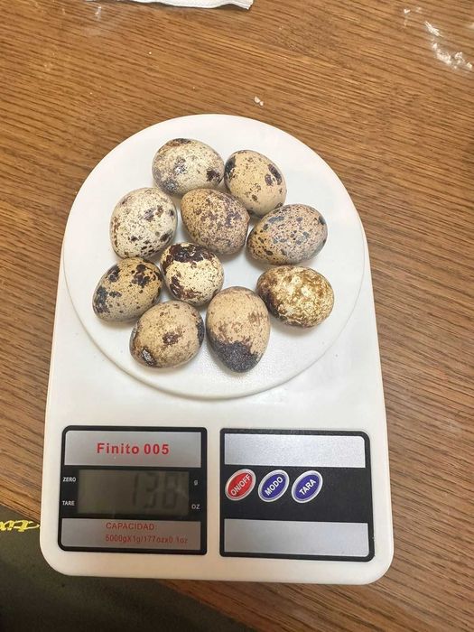 яйца перепелиные