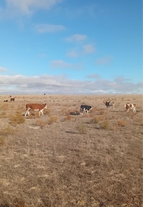 Бузаулы сиыр сатылады