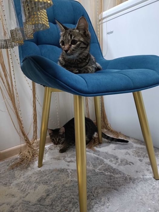 Мальчик , кастрация в подарок