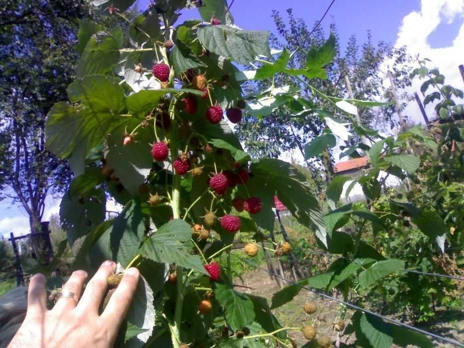 Zmeura Cayuga, Catina alba, Coacaz negru rosu, Mur, Salcami, Salcie