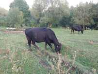 Vaci  de carne ( angus/ metis)