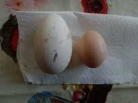 Яйца от домашни гъски