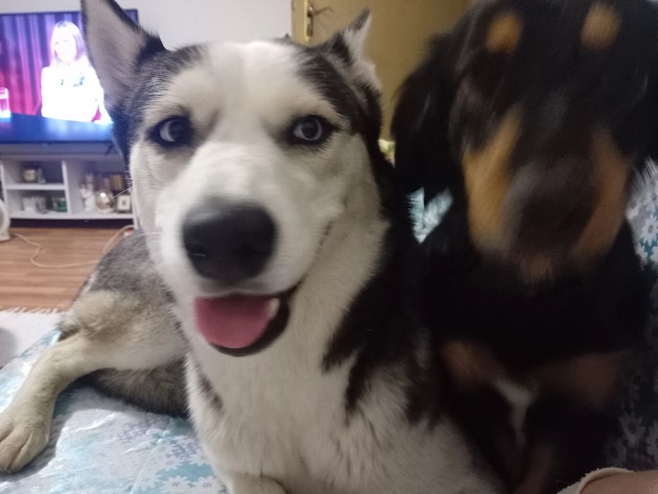 Donez catelușă Husky