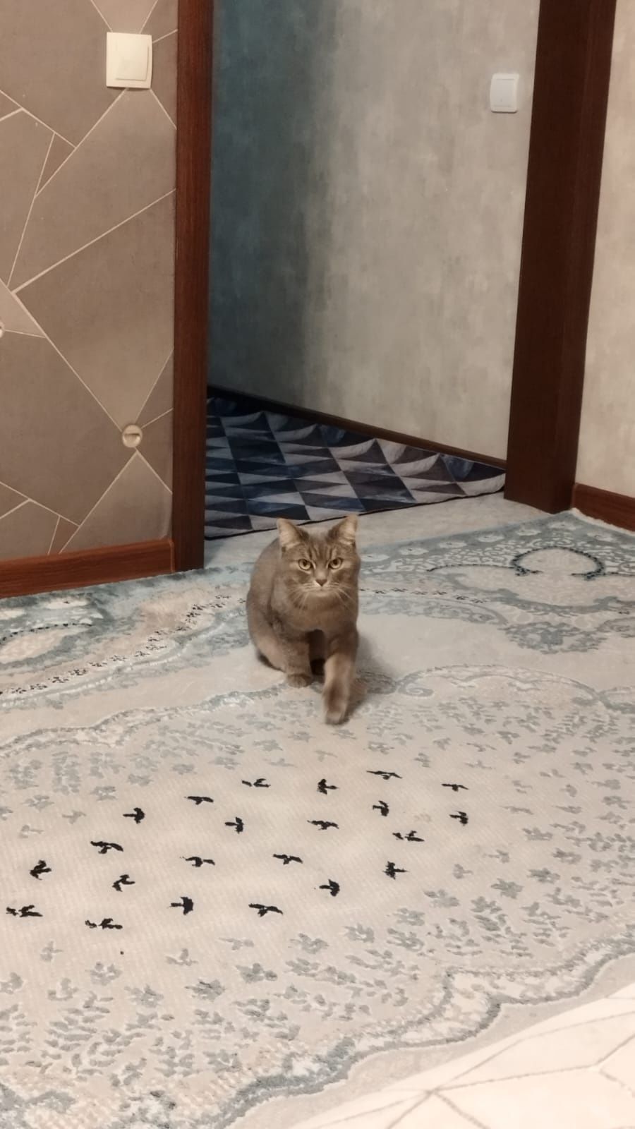 Отдам добрую красивую кошку