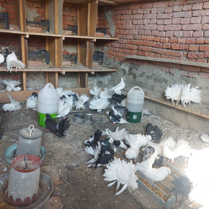 Продавам гълъби финерлии