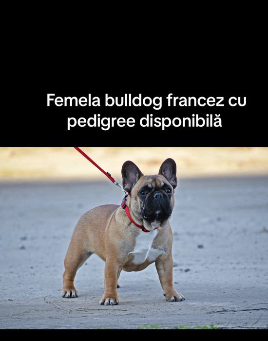 Bulldog francez femelă