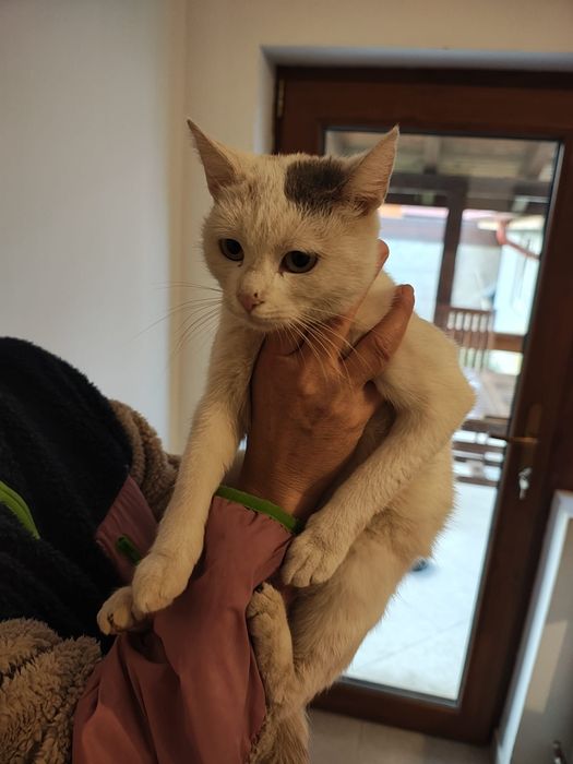 Pisicuța spre adoptie,alba