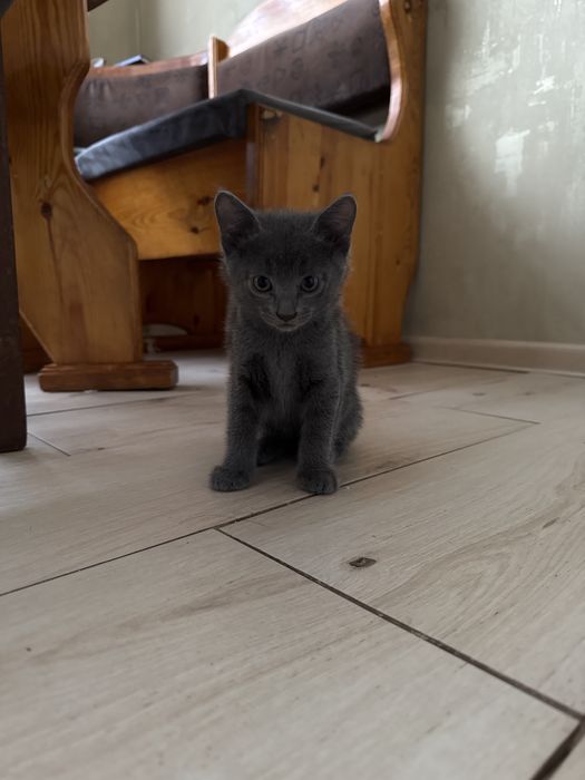 Серый пушистый хулиган