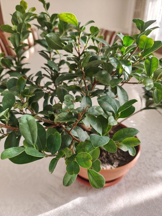 Фикус Микрокарпа ,бансай