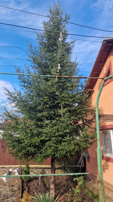 Brad natural pt Craciun