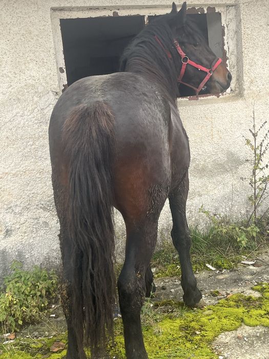 Vand armasar de doi ani