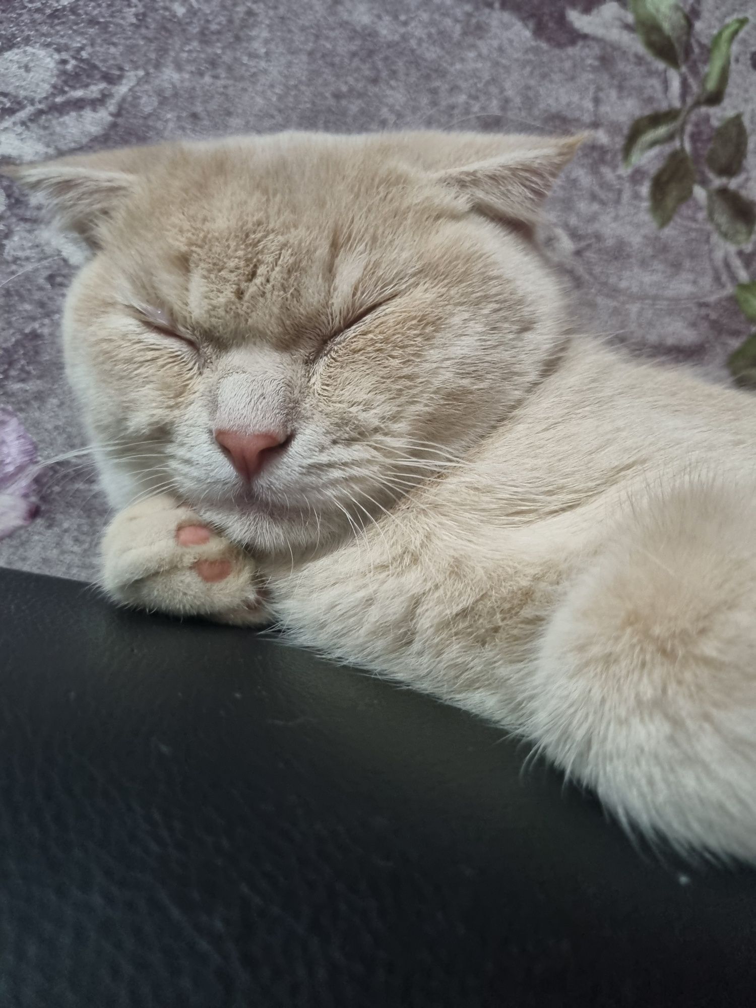 Вязка шотландский веслоухий
