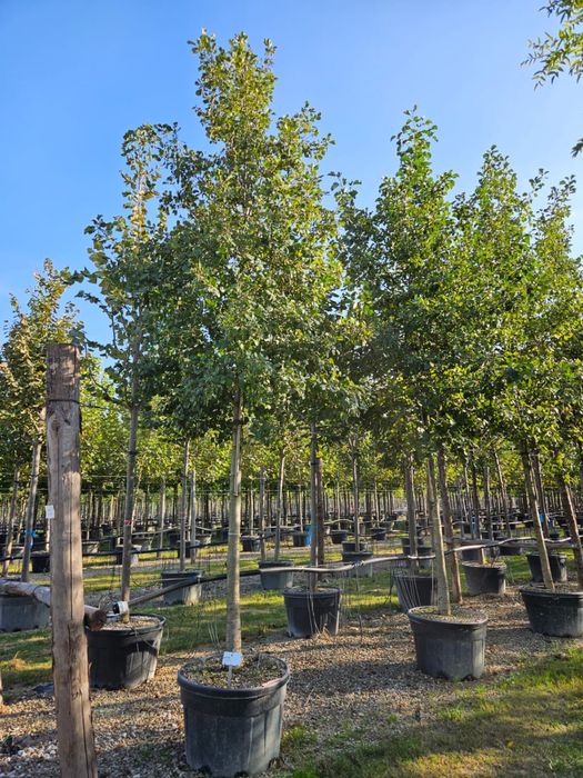 Copacii foiosi tei mestecan platan frasin toate dimensiunile