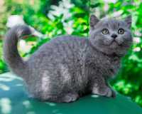 Британские котята голубого окраса с документами