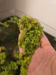 Salvinia minima auriculata (Tropica)
