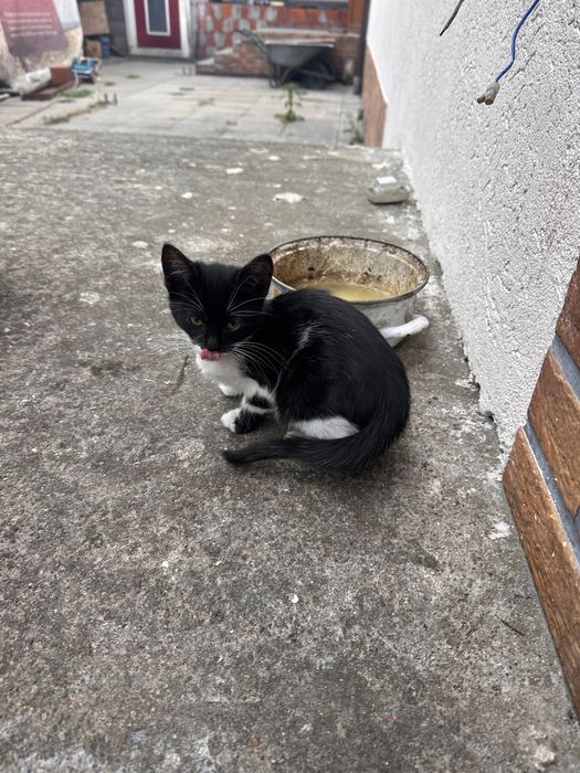 Donez pisici 2 negre si 2 alb cu negru