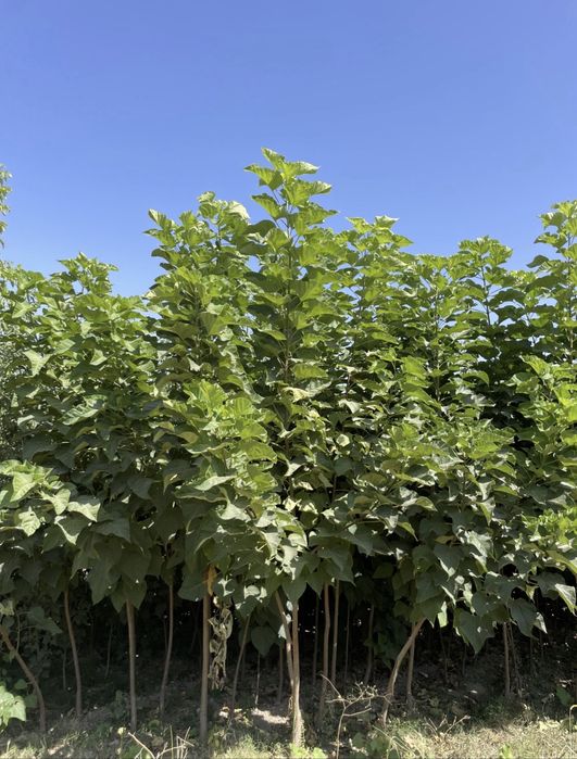 Саженцы декоративных видов