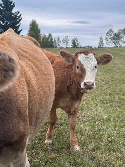 Vând 3 vitele bălțata românească