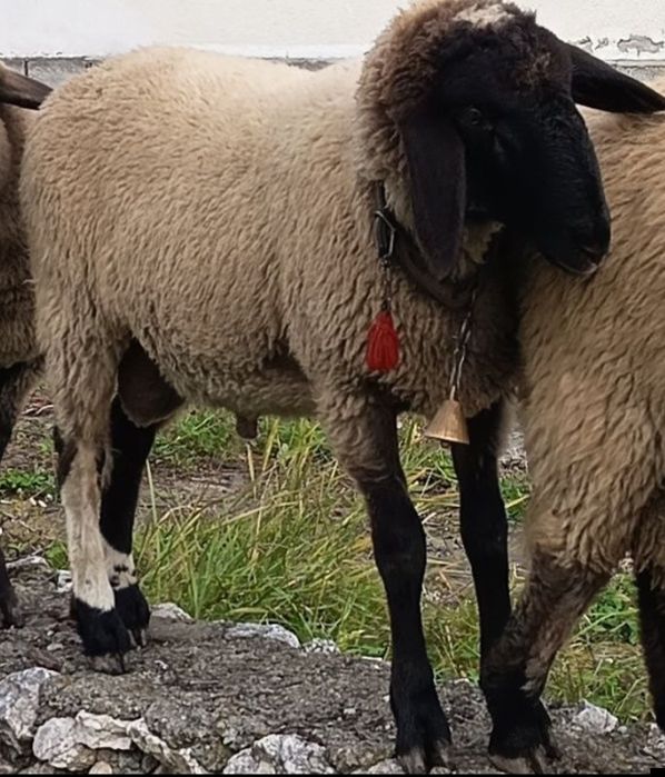 Vând un  berbecuț   de anul acesta, 2025