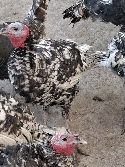 Induklar sotiladi narxi kelishiladi