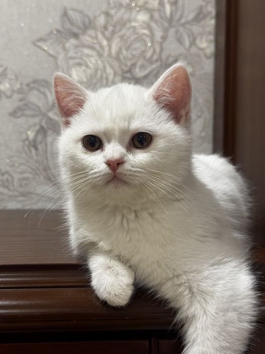 Британский котенок