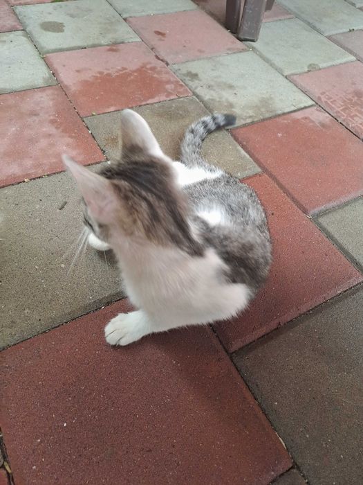 Ofer pentru adopție doua pisici
