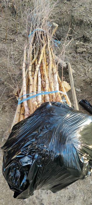 Mesteacăn alb înălțime 2 metri