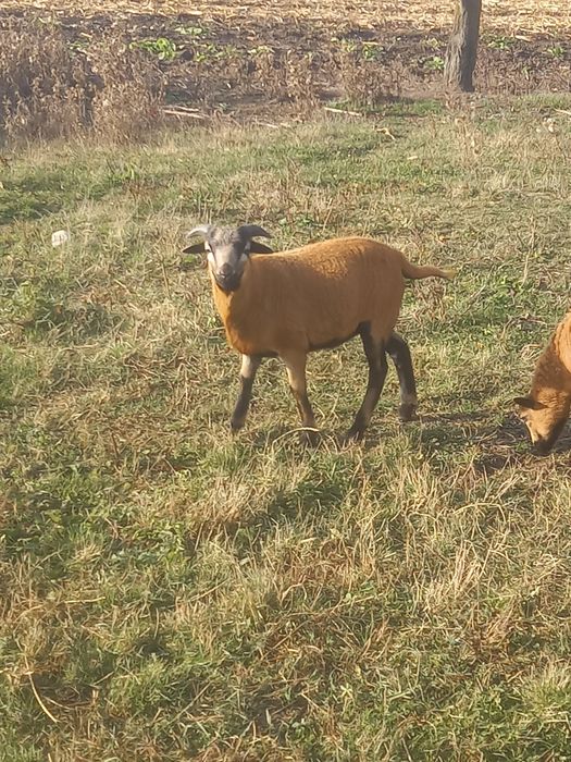 Miel de Cameruni de vanzare