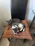 Ofer spre adoptie motanel 7 luni