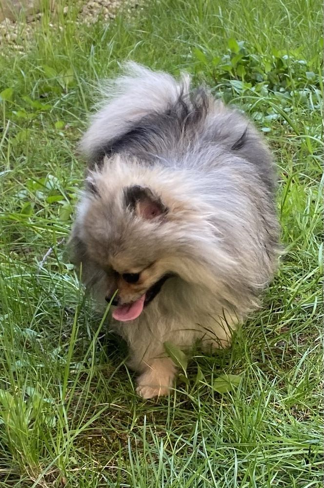 Pomeranian mini toy