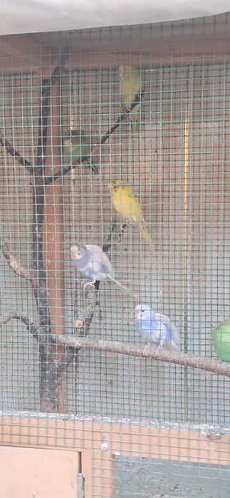 Papugay valnistiy 12ta vzarosli va maladoyla soglom 55.000 dan kami bo