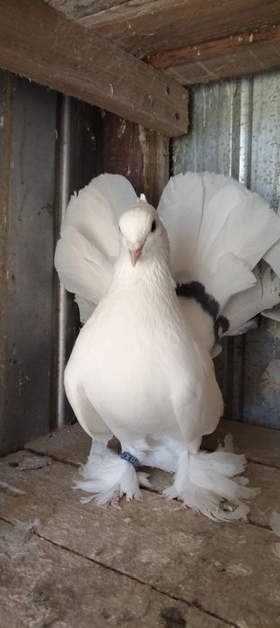 Vând porumbei voltati indieni