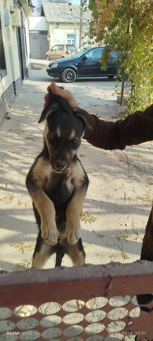 Kuchukcha chupon kuchuk