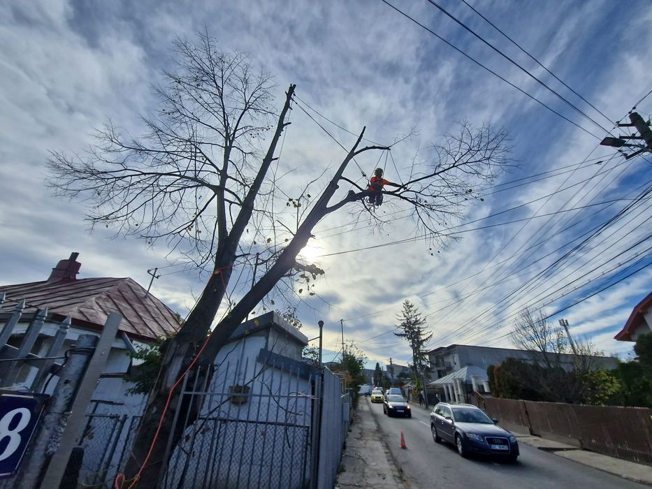 Taiat/toaletari copaci/arbori.alpinism, arborist utilitar.