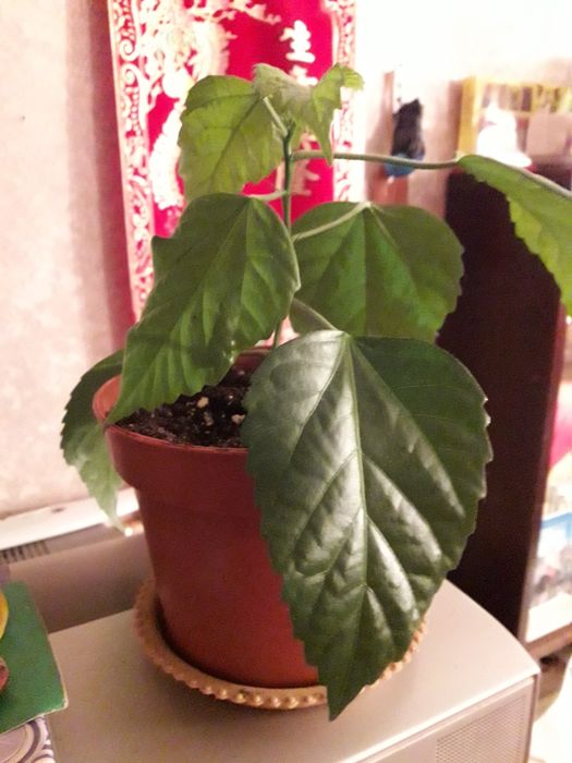 продам комнатные растення