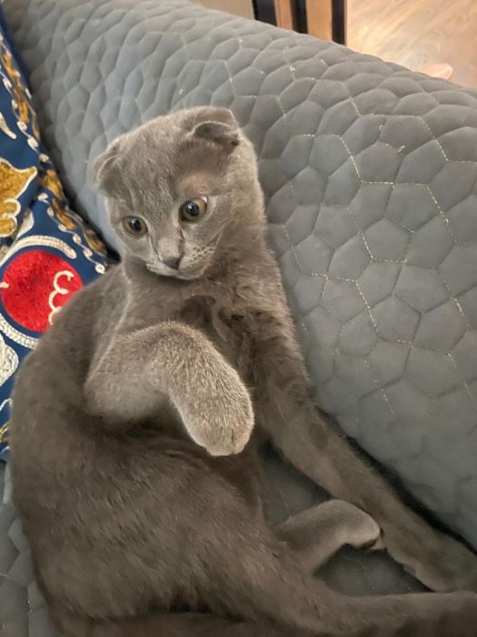 Котенок (мальчик) гдето 6 мес. Чистый, домашний. Вислоухий британец.