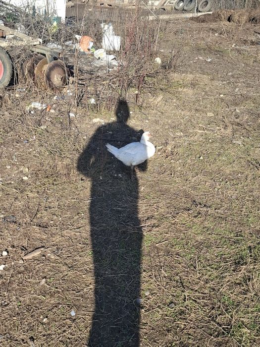 Rate lesesti sau mute